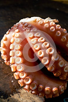 Scalded cooked big octopus, close-up of contracted octopus tentacles