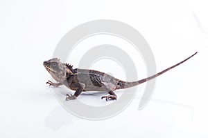 Scale-Bellied Tree Lizard on white background , Lizard of Thailand