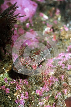 Scale Head Sculpin