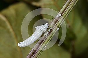 Scale insect