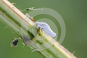 Scale insect