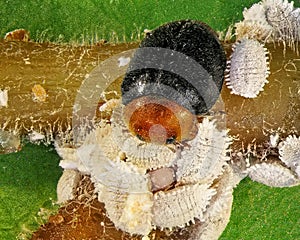 Scale insect Citrus mealybug and its natural enemies, ladybugs.