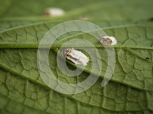 Scale insect or hydrangea scale sucking on a leaf