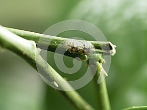 Scale insect infestation on lemon tree