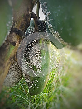 Scale insect on papaya fruit.