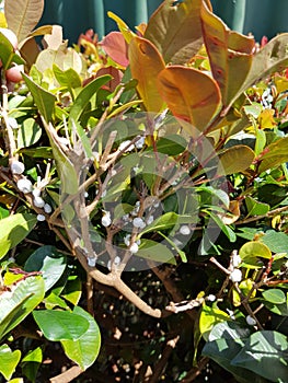 Scale insect pest mealybug on Austalian ornamental  plant