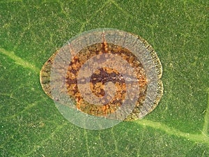 Scale insect, Saissetia sp.