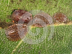 Scale insect photo
