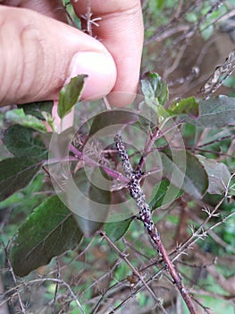 Scale insect on Tulsi plant