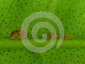 Scale insects on a green leaf