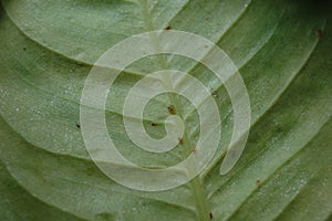 Scale insects on a leaf
