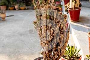 Scale and mealy bugs infected cactus plant. selective focus