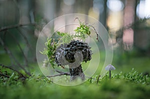 Scale mushrooms in forest on moss in color