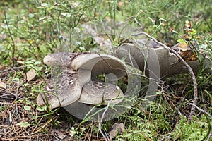 Scale tooth fungus