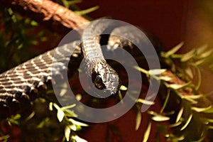 Scaled Black Boomslang Snake Wrapped Around a Tree