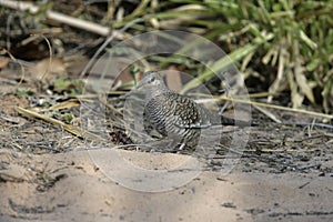 Scaled dove, Columbina squammata