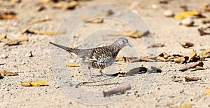 Scaled Dove (Columbina squammata) in Brazil