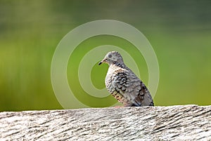Scaled dove (Columbina squammata), Cesar department. Wildlife and birdwatching in Colombia