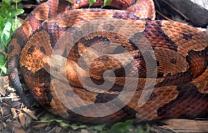 Northern Copperhead Pit Viper Snake Coiled Up