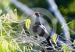Scaled Pigeon (Patagioenas speciosa) in Brazil