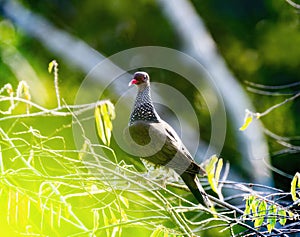 Scaled Pigeon (Patagioenas speciosa) in Brazil