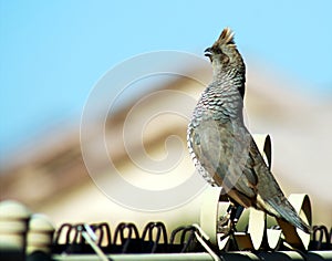 Scaled Quail photo