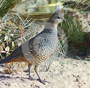 Scaled Quail