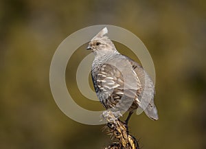 Scaled Quail on Cholla photo