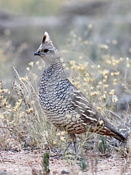 Scaled Quail