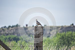 Scaled Quail On Old Fencepost