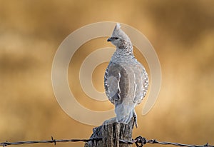 Scaled Quail Perched on Fencepost