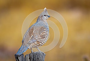 Scaled Quail Perched on Fencepost