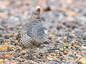 Scaled Quail photo