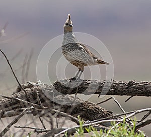 Scaled Quail