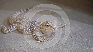 A scaled reptile, the lizard, lays on the carpet in the house