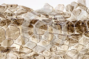 Scaled skin of snake on white background, macro photo. Reptile scale pattern. Shedded dry snake skin closeup. photo