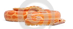 Scaleless Corn Snake, Pantherophis Guttatus photo