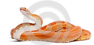 Scaleless Corn Snake, Pantherophis Guttatus photo