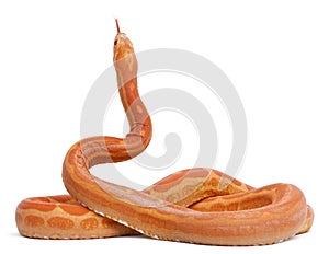 Scaleless Corn Snake, Pantherophis Guttatus photo