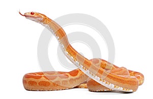 Scaleless Corn Snake, Pantherophis Guttatus photo