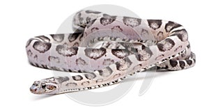 Scaleless Corn Snake, Pantherophis Guttatus photo