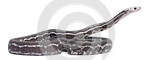 Scaleless Corn Snake, Pantherophis Guttatus photo