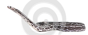 Scaleless Corn Snake, Pantherophis Guttatus photo