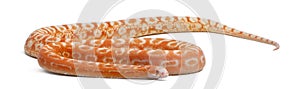 Scaleless Corn Snake, Pantherophis Guttatus photo