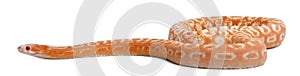 Scaleless Corn Snake, Pantherophis Guttatus photo