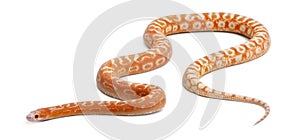 Scaleless Corn Snake, Pantherophis Guttatus photo