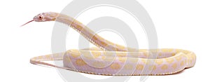 Scaleless Corn Snake, Pantherophis Guttatus photo