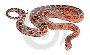 Scaleless Corn Snake, Pantherophis Guttatus photo