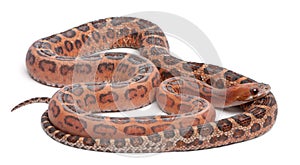 Scaleless Corn Snake, Pantherophis Guttatus photo