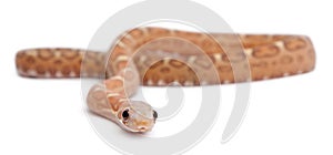 Scaleless Corn Snake, Pantherophis Guttatus photo